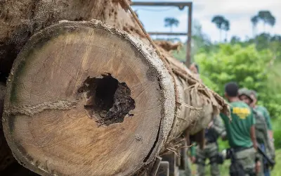 Meio ambiente em risco: quando as florestas acabarem, o que faremos?