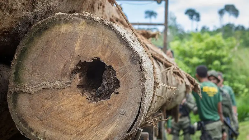 Meio ambiente em risco: quando as florestas acabarem, o que faremos?