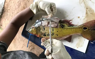 Mercúrio contamina 21% dos peixes vendidos na região da Amazônia