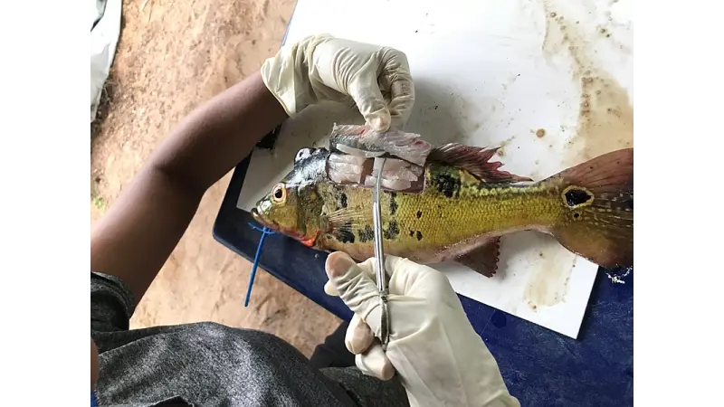 Mercúrio contamina 21% dos peixes vendidos na região da Amazônia