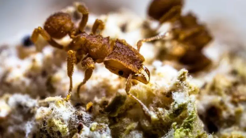 Meteoro que extinguiu os dinossauros levou à evolução das formigas agricultoras
