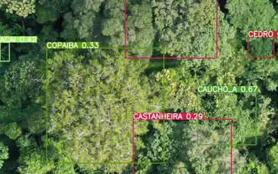 Metodologia revolucionária combina Drones e IA para identificar espécies florestais de valor comercial na Amazônia