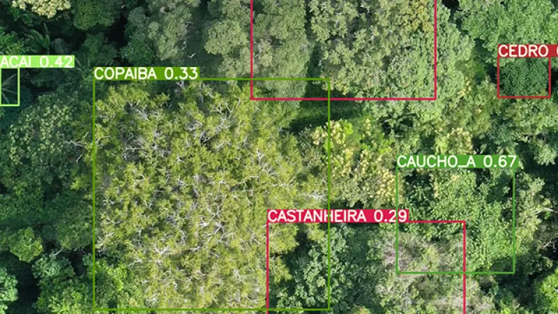 Metodologia revolucionária combina Drones e IA para identificar espécies florestais de valor comercial na Amazônia