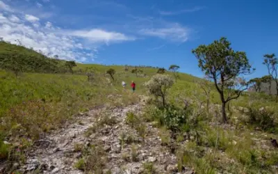 Estudo revela mais de 257 mil bactérias associadas às velózias dos campos rupestres
