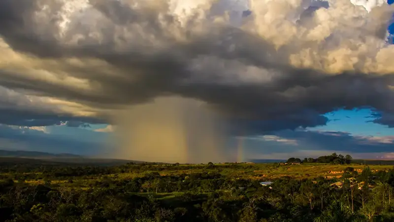 Microexplosão atmosférica: fenômeno que tem derrubado árvores na Amazônia