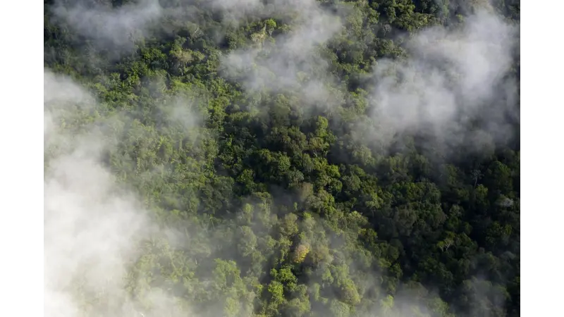 Microsoft e Imazon lançam tecnologia contra desmatamento na Amazônia
