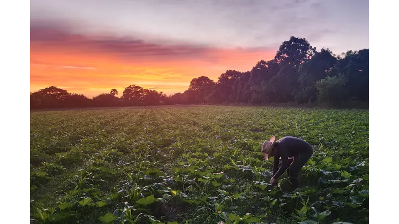 Milpa: um sistema agrícola tradicional que ajuda a repelir pragas de plantas