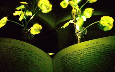 MIT desenvolve método que faz com que plantas brilhem no escuro