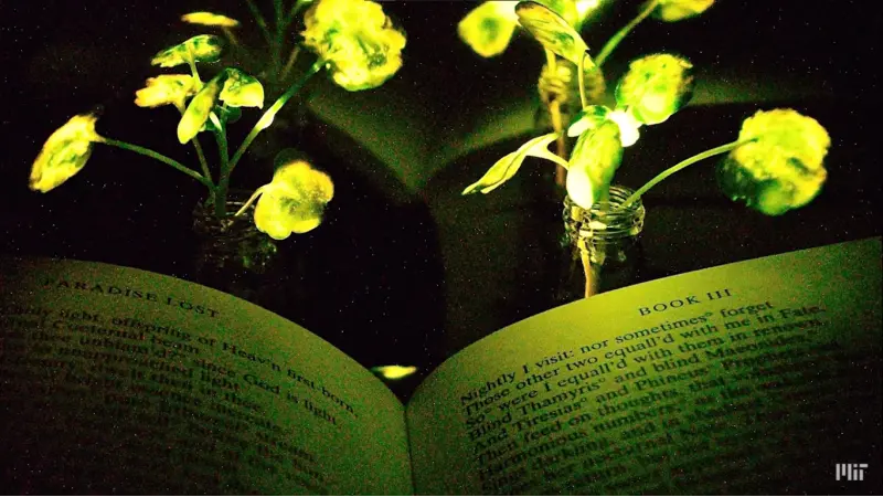 MIT desenvolve método que faz com que plantas brilhem no escuro