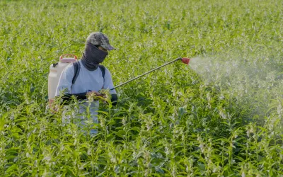 O mito do "celeiro do mundo": o custo letal do agronegócio e a salvação pelos Sistemas Agroflorestais