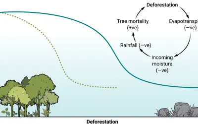 Modelagem de sinais de alerta precoce de possível extinção da Floresta Amazônica