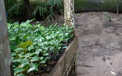 Modelo atual de restauração não salvará ecossistemas