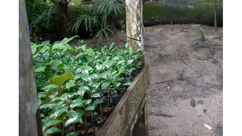 Modelo atual de restauração não salvará ecossistemas