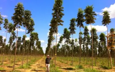 Mogno Africano: Alto retorno de investimento e cultivo crescente no Brasil