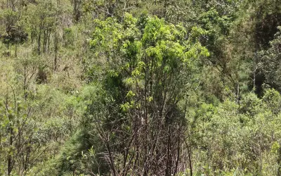 Mollinedia fatimae: Nova árvore é descoberta em Minas Gerais e já está em risco de extinção