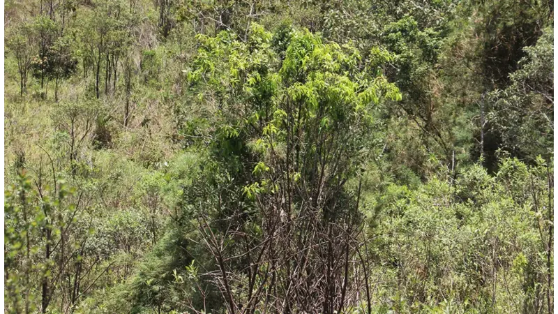 Mollinedia fatimae: Nova árvore é descoberta em Minas Gerais e já está em risco de extinção