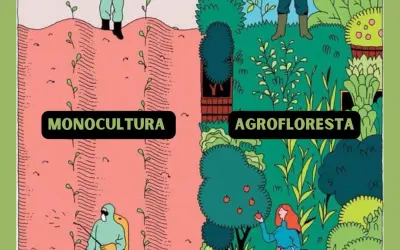 Monocultura e Agrofloresta