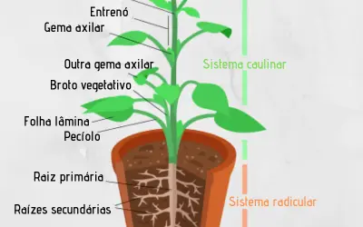 Morfologia Vegetal - Organografia