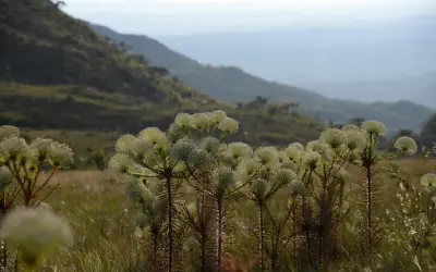 Mudanças climáticas ameaçam a germinação de plantas dos campos rupestres