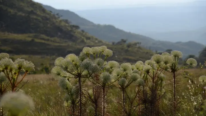 Mudanças climáticas ameaçam a germinação de plantas dos campos rupestres