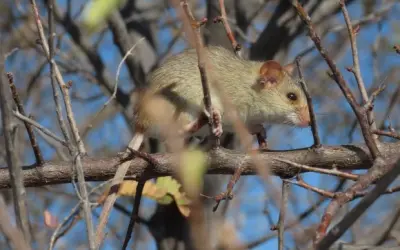 Mudanças climáticas pode extinguir  90% dos mamíferos da Caatinga