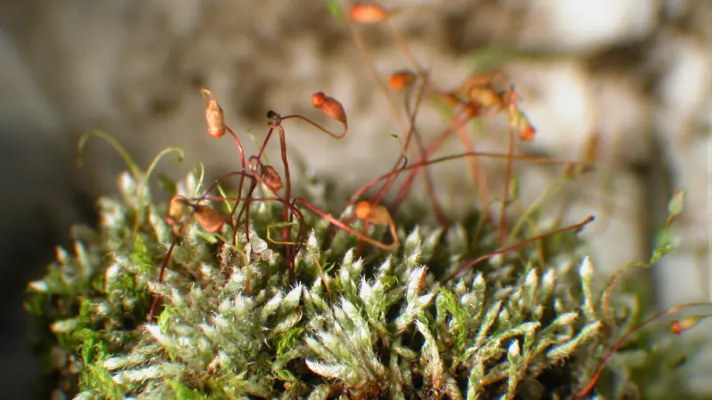 Musgos são impactados pelas mudanças climáticas