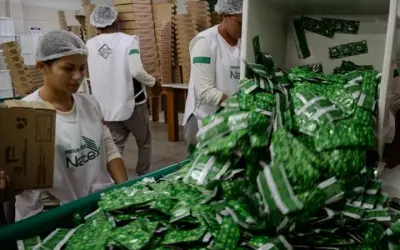 Na Amazônia, 'fábrica do amor' produz preservativos sustentáveis