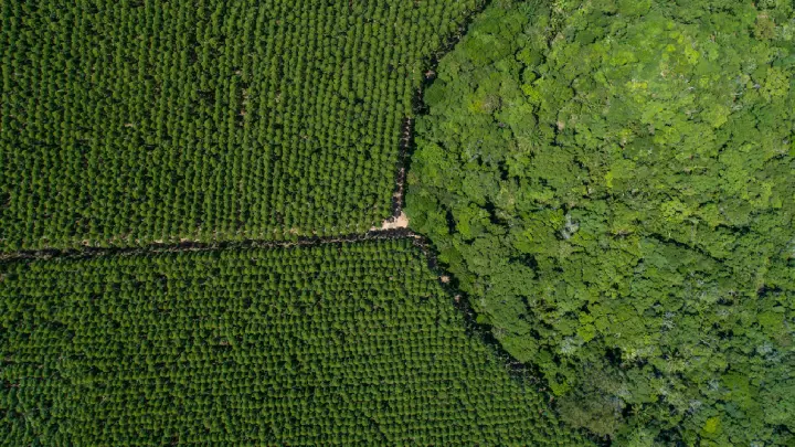 Florestas Nativas e Plantadas: Sustentabilidade e Desafios no Brasil