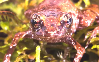 No alto da Amazônia, na Serra do Imeri, surge uma nova espécie de sapo