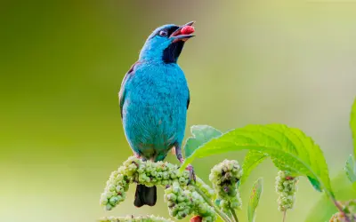 Nos limites de seu ambiente ideal, aves capricham na escolha de alimento