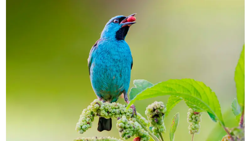 Nos limites de seu ambiente ideal, aves capricham na escolha de alimento