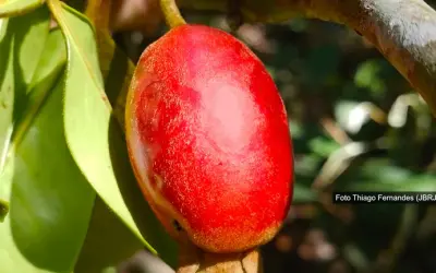 Nova espécie de árvore frutífera descoberta na Mata Atlântica
