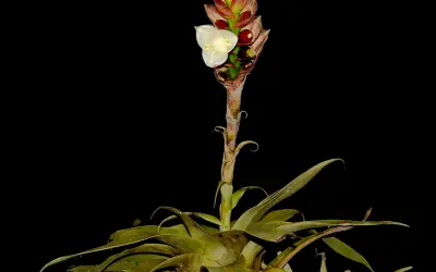Dama-escarlate (Stigmatodon vinosus): nova espécie de bromélia de cor vinho é descoberta no Espírito Santo