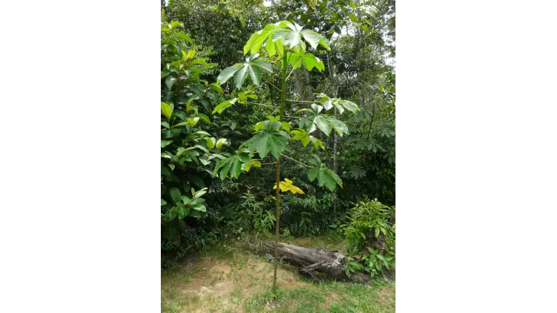 Nova espécie de Embaúba (Cecropia manauara) descoberta em Manaus é classificada como vulnerável e reforça urgência de conservação