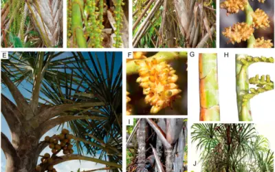 Nova espécie de palmeira é descoberta na Amazônia
