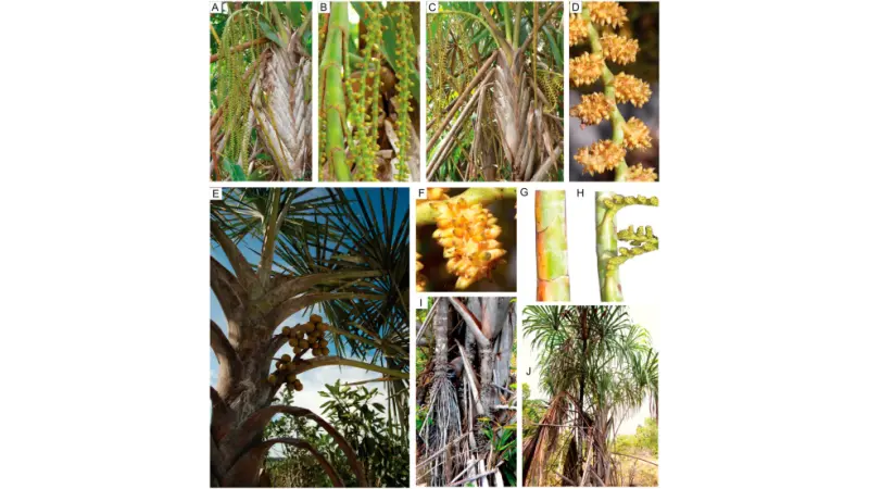 Nova espécie de palmeira é descoberta na Amazônia