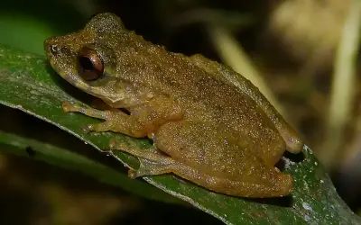 Nova espécie de perereca descoberta no Cerrado de Minas Gerais levanta alerta para conservação do bioma