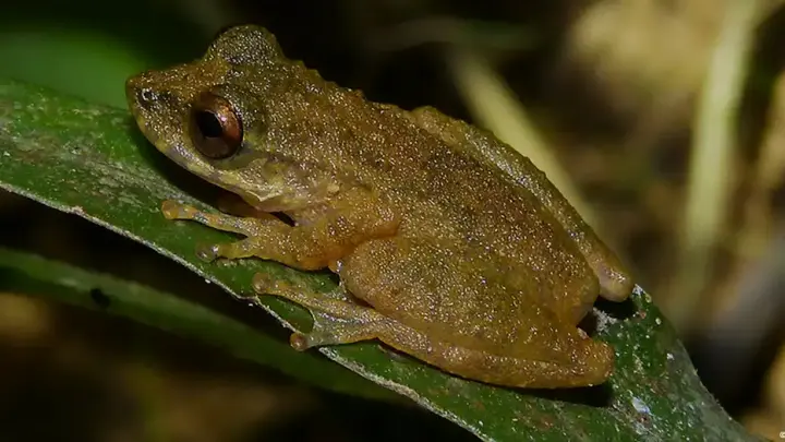 Nova espécie de perereca descoberta no Cerrado de Minas Gerais levanta alerta para conservação do bioma