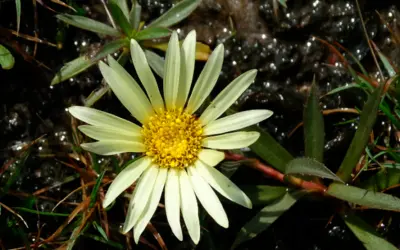 Nova espécie no Pampa: conheça a Grindelia mutabilis e os alertas para sua conservação