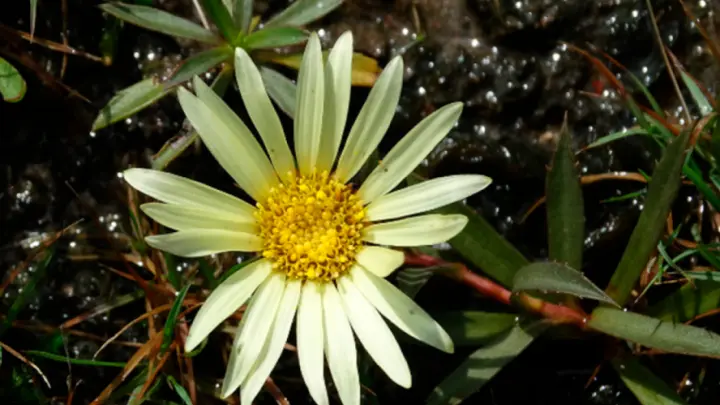 Nova espécie no Pampa: conheça a Grindelia mutabilis e os alertas para sua conservação