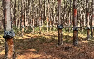 Nova praga ameaça produção de Pinus no Brasil e pode se espalhar pelo Mercosul