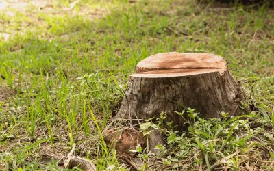 Nova Resolução Conama define critérios para Autorizações de Supressão de Vegetação (ASV)