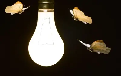 Nova teoria revela motivo para qual os insetos voam em volta de uma lâmpada