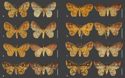 A Riqueza Oculta nas Folhas: Estudo revela oito novas espécies de mariposas no Brasil e homenageia cultura afro-brasileira