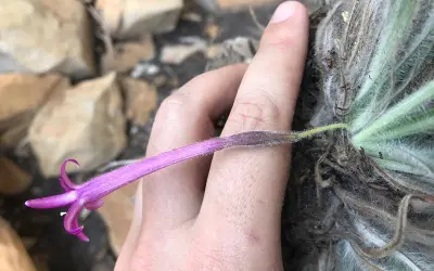 Tesouro Botânico: Mais de 20 novas espécies de plantas são descobertas na Serra do Espinhaço, em Minas Gerais