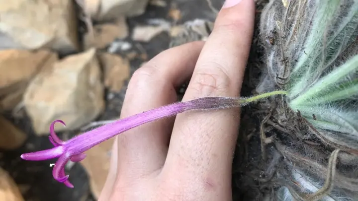 Tesouro Botânico: Mais de 20 novas espécies de plantas são descobertas na Serra do Espinhaço, em Minas Gerais