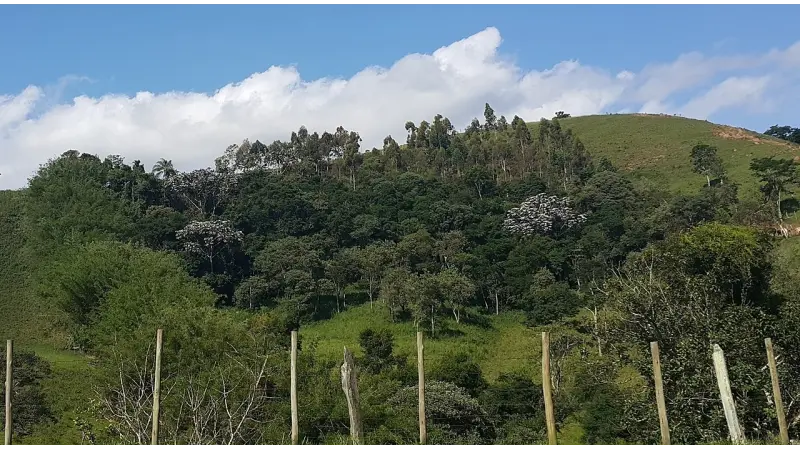 Novo Código Florestal não tem avançado na Mata Atlântica