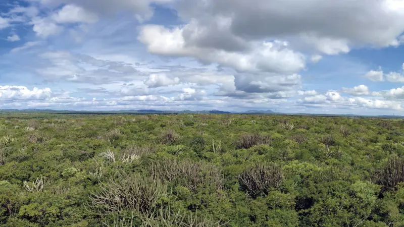 Novo mapeamento expõe diversidade da Caatinga