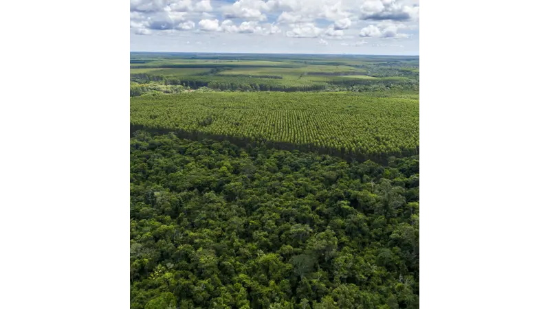 Novo padrão de Manejo Florestal é estabelecido pela FSC para plantações no Brasil