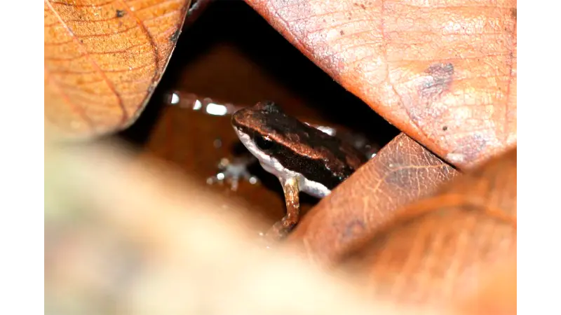 Novo sapo da Mata Atlântica é descrito no Espírito Santo e já enfrenta risco crítico